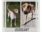 Redbone Coonhound DOG FOR ADOPTION RGADN-1249283 - Sergeant (Courtesy Post) -