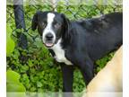 Border Collie Mix DOG FOR ADOPTION RGADN-1249284 - COURAGE - Border Collie /