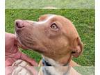American Pit Bull Terrier Mix DOG FOR ADOPTION RGADN-1249286 - Ema - Pit Bull