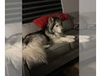Alusky DOG FOR ADOPTION RGADN-1249302 - TODD - Alaskan Malamute / Siberian Husky