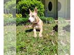 Labrador Retriever-Siberian Husky Mix DOG FOR ADOPTION RGADN-1249308 - MS