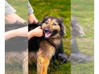 Australian Shepherd Mix DOG FOR ADOPTION RGADN-1249312 - Shelby - Australian