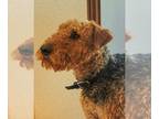 Airedale Terrier DOG FOR ADOPTION RGADN-1249317 - Brodie - Airedale Terrier Dog