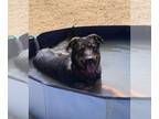 Shepweiller DOG FOR ADOPTION RGADN-1249320 - Honey - German Shepherd Dog /