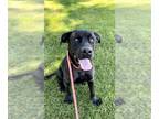 American Pit Bull Terrier-Great Dane Mix DOG FOR ADOPTION RGADN-1249332 - *TERRY