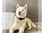 Siberian Husky DOG FOR ADOPTION RGADN-1249338 - ALBERT - Siberian Husky (medium