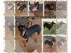 Rat Terrier Mix DOG FOR ADOPTION RGADN-1249349 - HUDSON - Australian Cattle