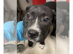 American Pit Bull Terrier Mix DOG FOR ADOPTION RGADN-1249366 - *OREO - Pit Bull