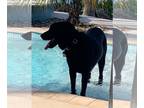German Shepherd Dog Mix DOG FOR ADOPTION RGADN-1249371 - Cooper - Black Labrador