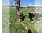 German Shepherd Dog-Huskies Mix DOG FOR ADOPTION RGADN-1249374 - Percy - German