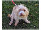 Cairn Terrier DOG FOR ADOPTION RGADN-1249378 - DION - Cairn Terrier (medium