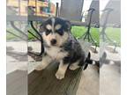 Siberian Husky Mix DOG FOR ADOPTION RGADN-1249399 - MONSTRITO - Siberian Husky /