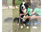 German Shepherd Dog-Huskies Mix DOG FOR ADOPTION RGADN-1249408 - Oreo Cookie