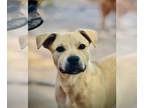 Anatolian Shepherd-Black Mouth Cur Mix DOG FOR ADOPTION RGADN-1249426 - Bowser -
