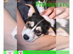 Dorgi DOG FOR ADOPTION RGADN-1249436 - Praline - Dachshund / Corgi / Mixed
