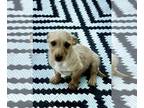 Wapoo DOG FOR ADOPTION RGADN-1249440 - Baron Von Snookums - Poodle (Miniature) /
