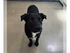 Labrador Retriever DOG FOR ADOPTION RGADN-1249461 - BRUNO - Labrador Retriever
