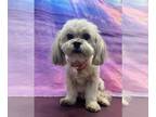 Shih Tzu Mix DOG FOR ADOPTION RGADN-1249471 - Olivia - F - Shih Tzu / Mixed