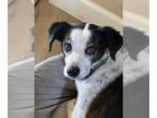 Italian Greyhound-Jack Russell Terrier Mix DOG FOR ADOPTION RGADN-1249476 - JACK