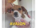 Rat Terrier Mix DOG FOR ADOPTION RGADN-1249496 - Avalon - Rat Terrier / Mixed