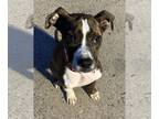 Boxer Mix DOG FOR ADOPTION RGADN-1249501 - Bruno - Boxer / Mixed Dog For