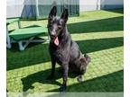 Mix DOG FOR ADOPTION RGADN-1249508 - MAXIMO - Dutch Shepherd (medium coat) Dog