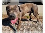 American Pit Bull Terrier Mix DOG FOR ADOPTION RGADN-1249524 - PABLO - Cane