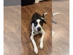 Mastiff-Saint Bernard Mix DOG FOR ADOPTION RGADN-1249540 - Stella - Mastiff /