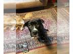 Mastador DOG FOR ADOPTION RGADN-1249541 - Sweetie - Mastiff / Labrador Retriever