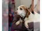 Beagle DOG FOR ADOPTION RGADN-1249545 - Stella - Beagle (short coat) Dog For