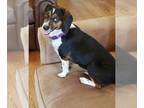 Beagle DOG FOR ADOPTION RGADN-1249551 - Betsy - adopted - Beagle (short coat)