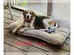 Beagle DOG FOR ADOPTION RGADN-1249553 - Joline - Beagle (short coat) Dog For