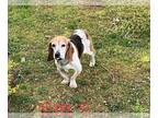 Bagle Hound DOG FOR ADOPTION RGADN-1249554 - Kevin - Beagle / Basset Hound /