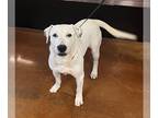 Dalmatian-Labrador Retriever Mix DOG FOR ADOPTION RGADN-1249555 - Dodger