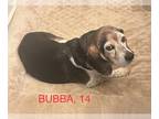 Beagle Mix DOG FOR ADOPTION RGADN-1249556 - Bubba - Beagle / Mixed (short coat)