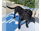 American Pit Bull Terrier Mix DOG FOR ADOPTION RGADN-1249560 - *LUCAS - Pit Bull