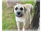 Great Pyrenees Mix DOG FOR ADOPTION RGADN-1249567 - ATTICUS - Great Pyrenees /