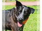 Mix DOG FOR ADOPTION RGADN-1249580 - Brandy - Retriever (short coat) Dog For