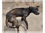 Staffordshire Bull Terrier Mix DOG FOR ADOPTION RGADN-1249584 - ENZO -