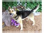 German Shepherd Dog DOG FOR ADOPTION RGADN-1249593 - NICHOLAS - German Shepherd