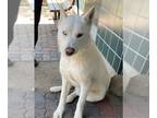 German Shepherd Dog-Siberian Husky Mix DOG FOR ADOPTION RGADN-1249595 - OAKLEY -