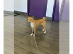 Basenji DOG FOR ADOPTION RGADN-1249599 - Zorro - Basenji (short coat) Dog For