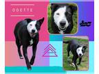 Border Collie-Retriever Mix DOG FOR ADOPTION RGADN-1249600 - Odette - Border