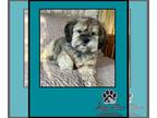 Silky Terrier Mix DOG FOR ADOPTION RGADN-1249604 - Gidget and Bucky * -