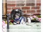 Shih Tzu DOG FOR ADOPTION RGADN-1249628 - Annie - Shih Tzu (medium coat) Dog For