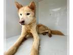Mix DOG FOR ADOPTION RGADN-1249630 - SUKI - Husky (long coat) Dog For Adoption