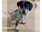 Bluetick Coonhound DOG FOR ADOPTION RGADN-1249639 - Ritz - Bluetick Coonhound