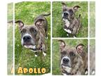 Staffordshire Bull Terrier Mix DOG FOR ADOPTION RGADN-1249644 - Apollo -
