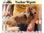 Dachshund DOG FOR ADOPTION RGADN-1249657 - Tucker Wyatt - Dachshund (long coat)