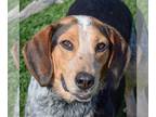 Beagle DOG FOR ADOPTION RGADN-1249665 - Bandit - Beagle (short coat) Dog For